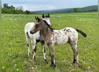 Appaloosa, Hengst, Fohlen (04/2023), 155 cm, Buckskin