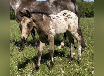 Appaloosa, Hengst, Fohlen (04/2023), 155 cm, Buckskin