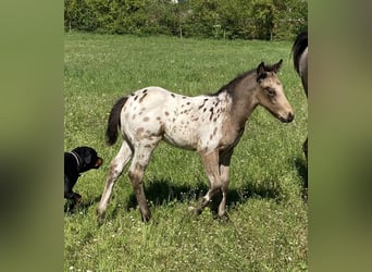 Appaloosa, Hengst, Fohlen (04/2023), 155 cm, Buckskin