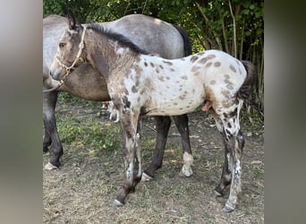 Appaloosa, Hengst, Fohlen (04/2023), 155 cm, Buckskin