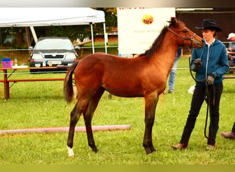 Appaloosa, Hengst, Fohlen (04/2025), 155 cm, Buckskin