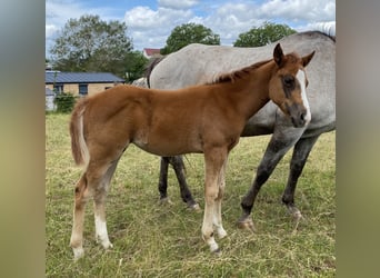 Appaloosa, Hengst, Fohlen (03/2026), 155 cm, Dunkelfuchs