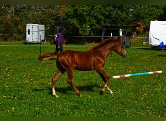 Appaloosa, Hengst, Fohlen (03/2026), 155 cm, Dunkelfuchs