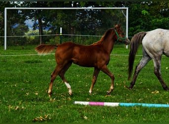 Appaloosa, Hengst, Fohlen (03/2026), 155 cm, Dunkelfuchs