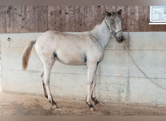 Appaloosa, Hengst, Fohlen (02/2024), 155 cm