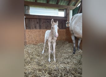 Appaloosa, Hengst, Fohlen (05/2026), 155 cm, Palomino