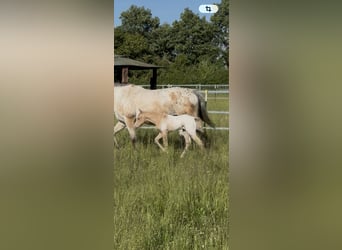 Appaloosa, Hengst, Fohlen (05/2026), 155 cm, Palomino