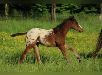 Appaloosa, Hengst, , 155 cm, Rotbrauner
