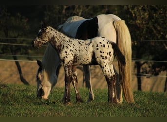 Appaloosa Mix, Hengst, Fohlen (08/2026), 155 cm, Tigerschecke
