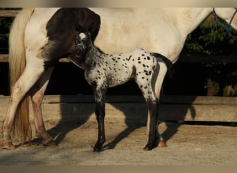 Appaloosa Mix, Hengst, Fohlen (08/2026), 155 cm, Tigerschecke