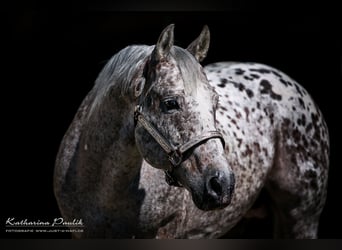 Appaloosa, Hengst, Fohlen (04/2026), 155 cm, Tigerschecke