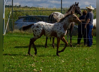 Appaloosa, Hengst, Fohlen (03/2026), 155 cm, Tigerschecke