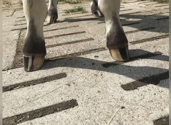 Appaloosa, Hengst, Fohlen (01/2023), 155 cm