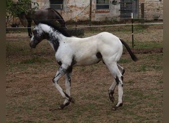 Appaloosa, Hengst, , 155 cm, White