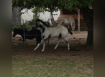 Appaloosa, Hengst, , 155 cm, White