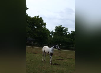 Appaloosa, Hengst, , 155 cm, White