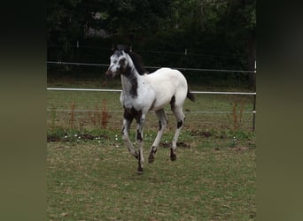Appaloosa, Hengst, , 155 cm, White