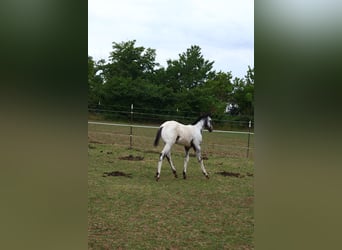 Appaloosa, Hengst, , 155 cm, White