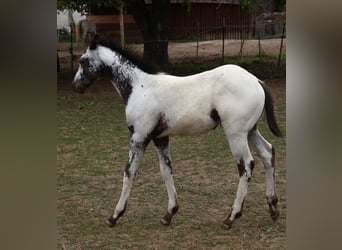 Appaloosa, Hengst, , 155 cm, White