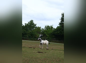 Appaloosa, Hengst, , 155 cm, White