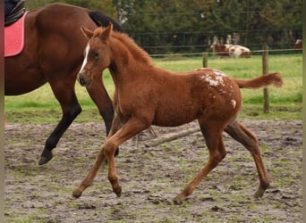 Appaloosa, Hengst, Fohlen (09/2023), 158 cm, Tigerschecke