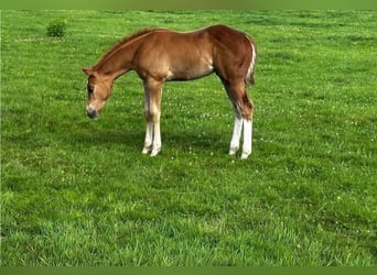 Appaloosa, Hengst, Fohlen (06/2025), 160 cm, Roan-Red