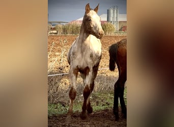 Appaloosa, Hengst, Fohlen (06/2025), 165 cm, Fuchs