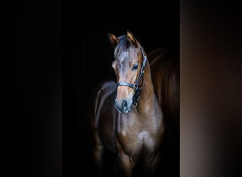 Appaloosa, Hengst, Fohlen (05/2026), Brauner