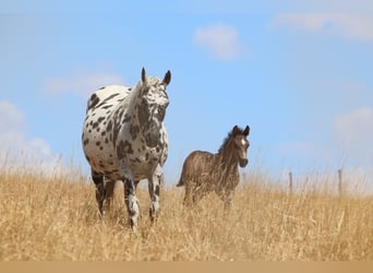 Appaloosa, Hengst, Fohlen (06/2026), Brauner