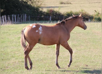 Appaloosa, Hengst, Fohlen (03/2026), Brauner