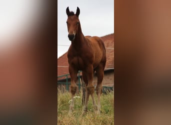 Appaloosa, Hengst, Fohlen (03/2023), Brauner