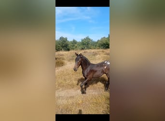 Appaloosa Mix, Hengst, Fohlen (05/2026), Schwarzbrauner