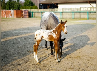 Appaloosa Mix, Hengst, Fohlen (01/2026)