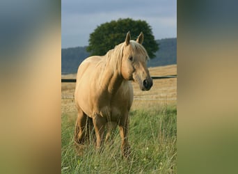Appaloosa, Hengst, 23 Jahre, 153 cm, Palomino