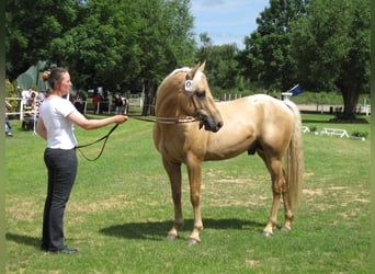 Appaloosa, Hengst, 23 Jaar, 153 cm, Palomino