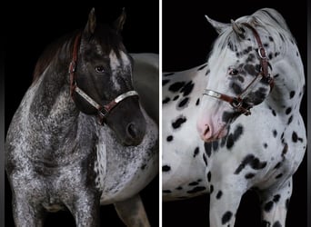 Appaloosa, Hengst, 10 Jahre