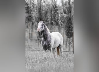 Appaloosa, Hengst, 5 Jahre, 158 cm, Tigerschecke