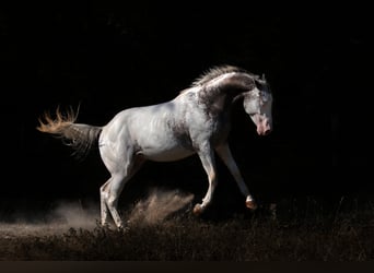 Appaloosa, Hengst, 5 Jahre, 158 cm, Tigerschecke