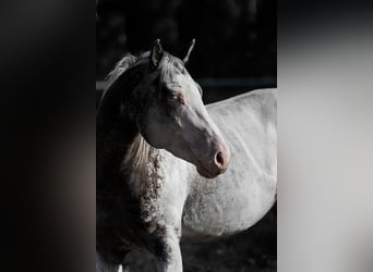 Appaloosa, Hengst, 5 Jahre, 158 cm, Tigerschecke