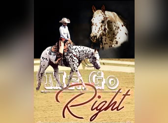 Appaloosa, Hengst, 13 Jahre, 163 cm, Tigerschecke
