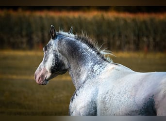 Appaloosa, Hengst, 5 Jahre, 158 cm, Tigerschecke