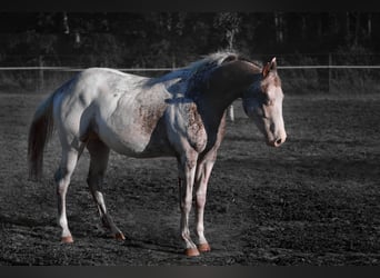 Appaloosa, Hengst, 5 Jahre, 158 cm, Tigerschecke