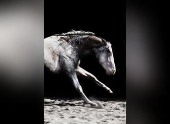 Appaloosa, Hengst, 5 Jahre, 158 cm, Tigerschecke