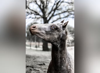 Appaloosa, Hengst, 5 Jahre, 158 cm, Tigerschecke