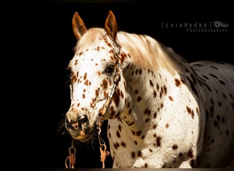 Appaloosa, Hengst, 13 Jahre, 163 cm, Tigerschecke