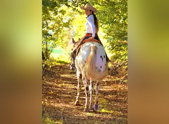 Appaloosa, Hengst, 13 Jahre, 163 cm, Tigerschecke