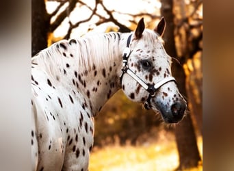 Appaloosa, Hengst, 13 Jahre, 163 cm, Tigerschecke