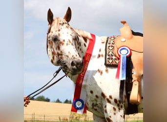 Appaloosa, Hengst, 13 Jahre, 163 cm, Tigerschecke