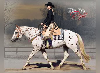 Appaloosa, Hengst, 13 Jahre, 163 cm, Tigerschecke