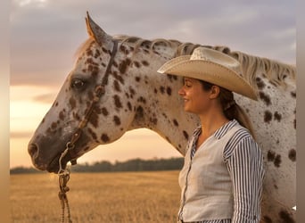 Appaloosa, Hengst, 14 Jahre, 163 cm, Tigerschecke